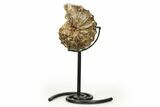 Cretaceous Ammonite (Mammites) Fossil with Metal Stand - Morocco #274614-1